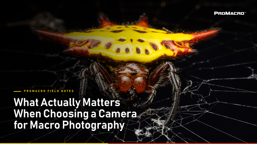 Choosing a Camera for Macro Photography