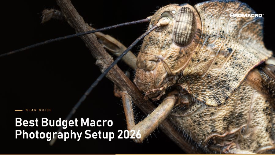 Best Budget Macro Photography Setup for 2026