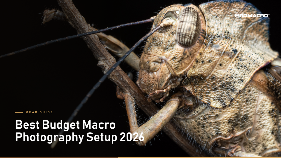 Best Budget Macro Photography Setup for 2026
