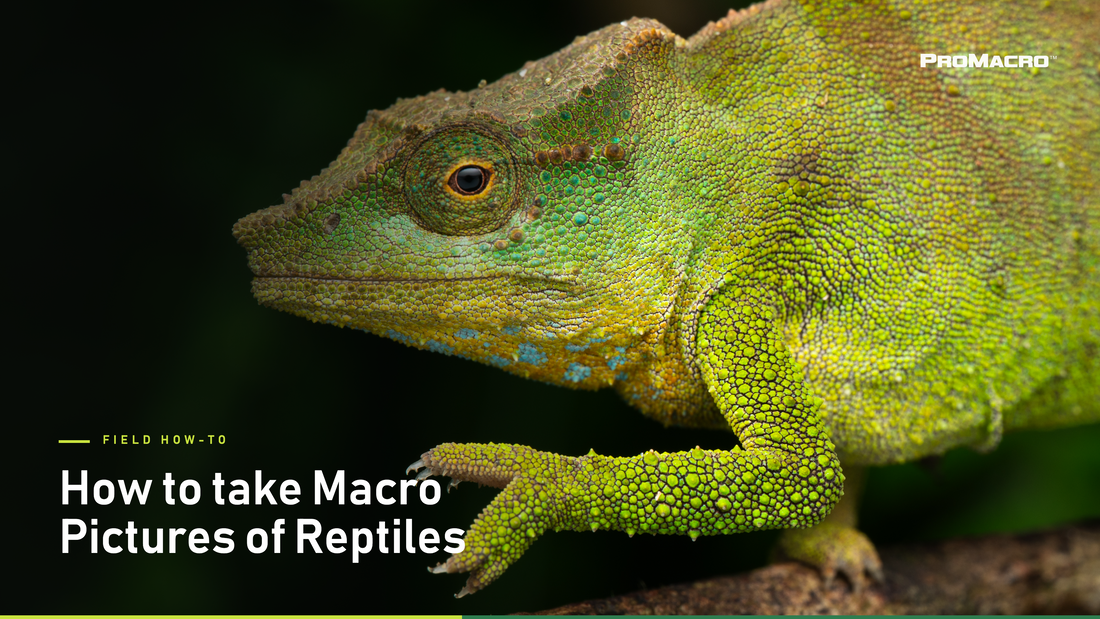 How to Take Macro Pictures of Reptiles
