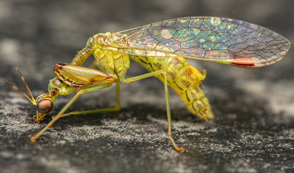 Close-up of a mantid like fly 