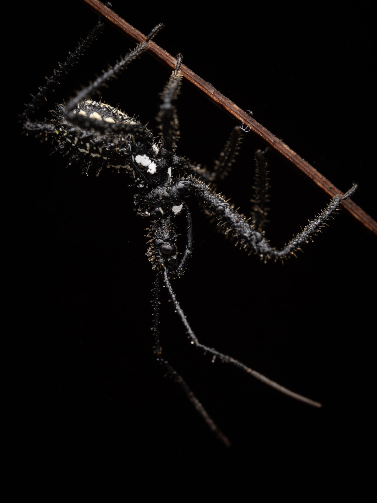 Assasin Bug on stick