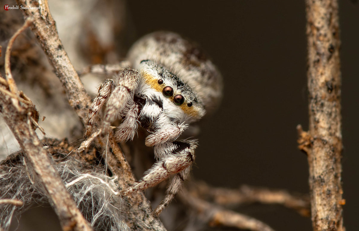 Spider on a branch with a blurred background