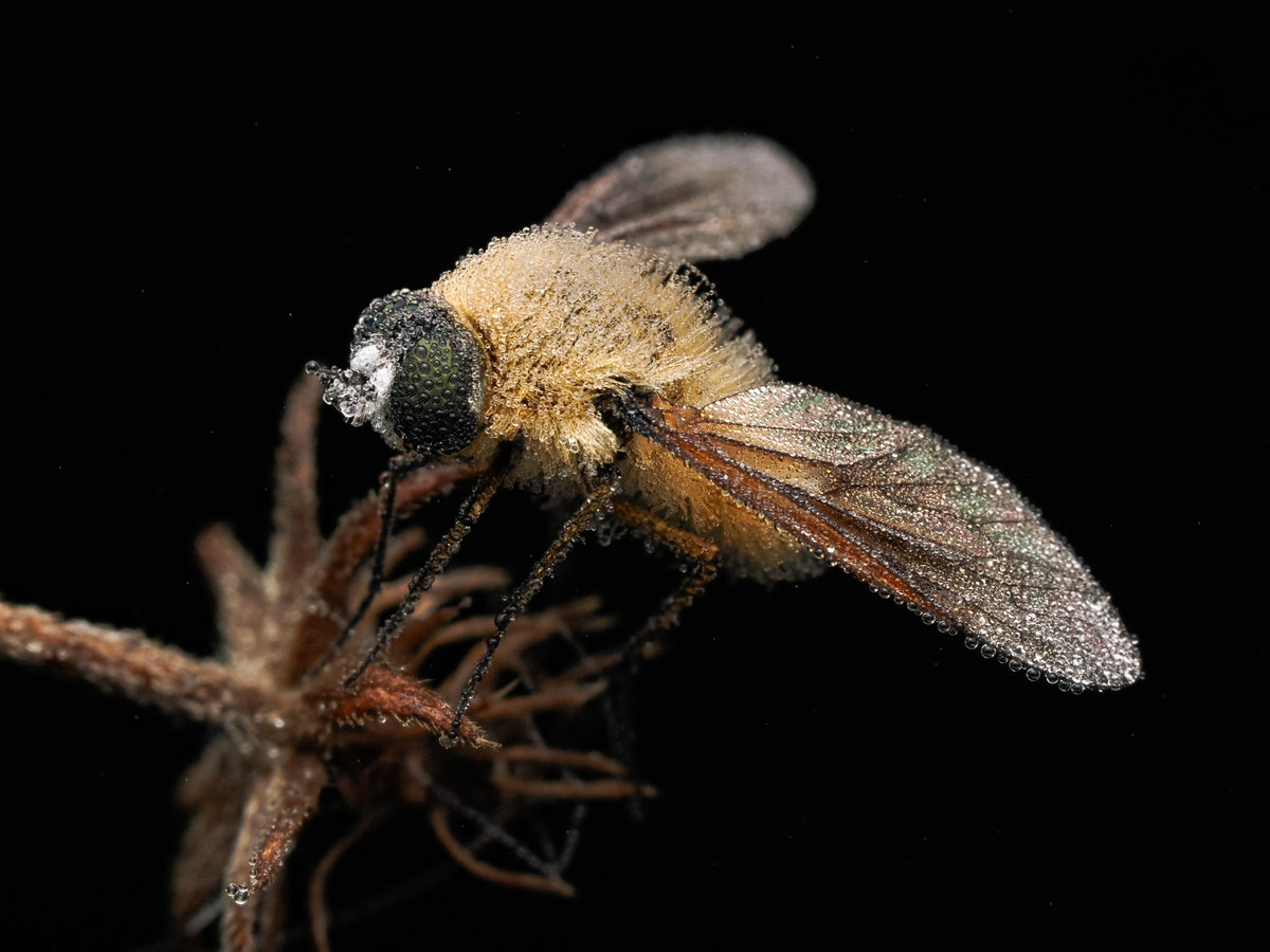 Close-up of a fly with a dark background