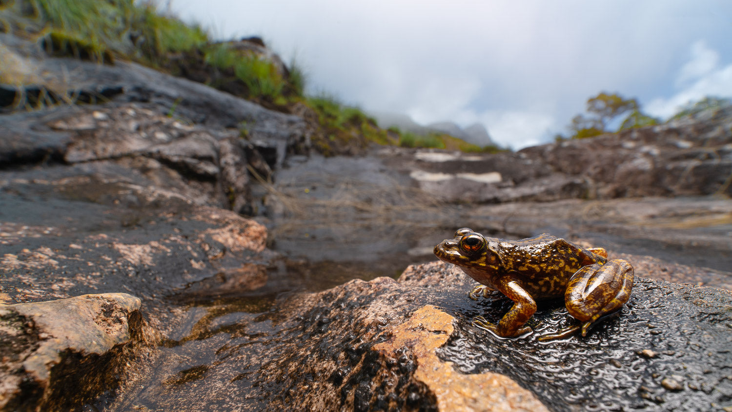 Frog sitting on wet rock with cloudy sky and grass in the background