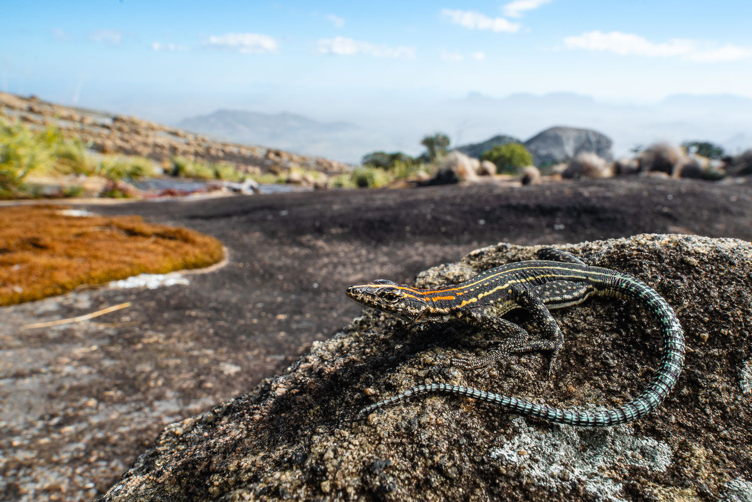 Lizard on a rock with a scenic background of mountains and sky