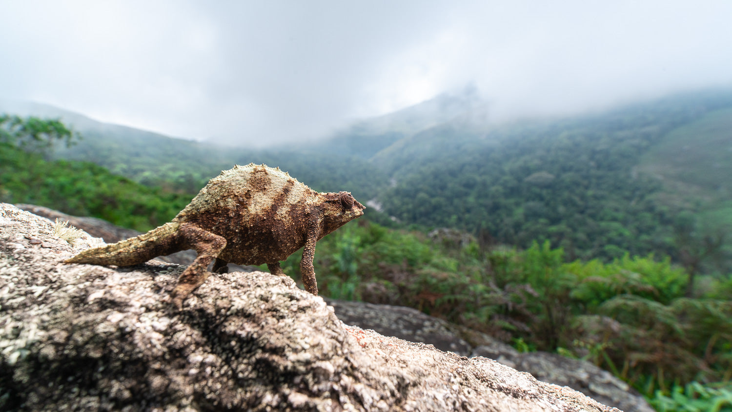 Lizard on a rock with a mountainous landscape in the background