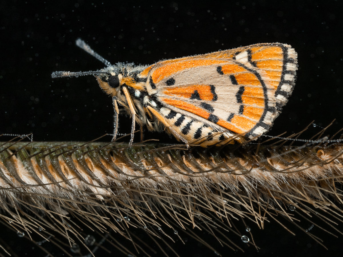 Butterfly with orange and black wings on a plant stem against a dark background