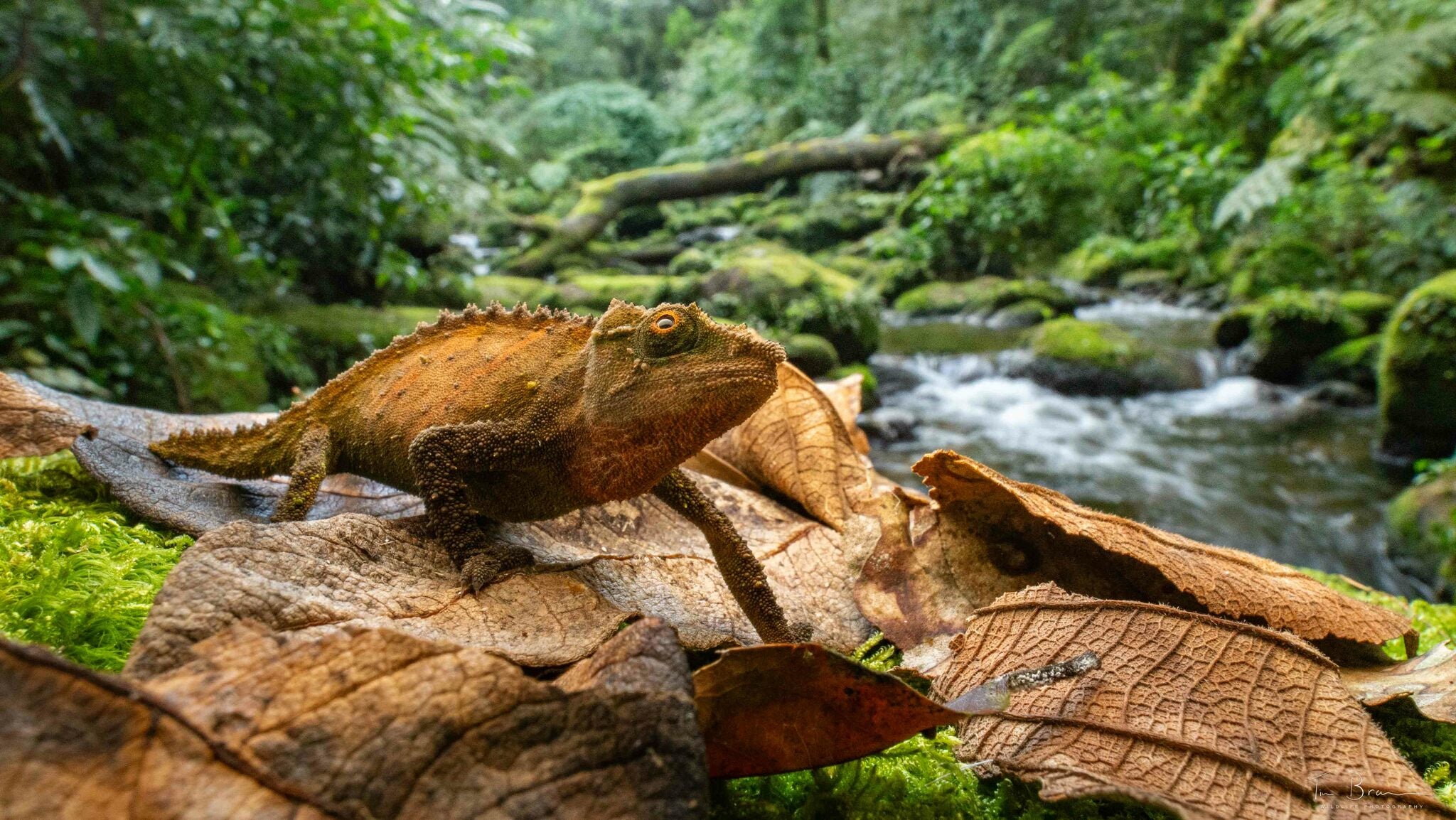 Pigmy Chameleon on dry leaves with forested stream 