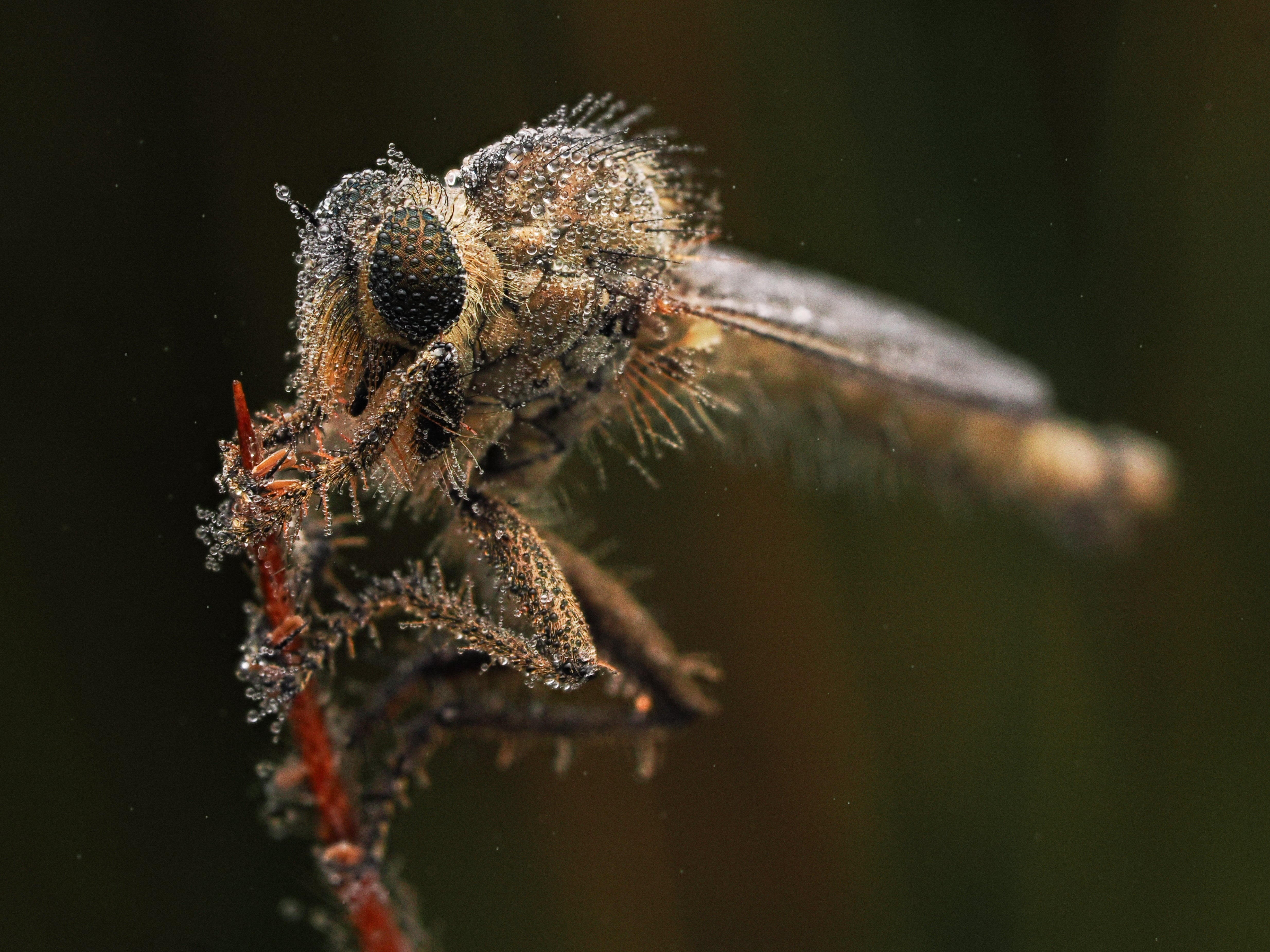 Close-up of a robber fly with a dark background