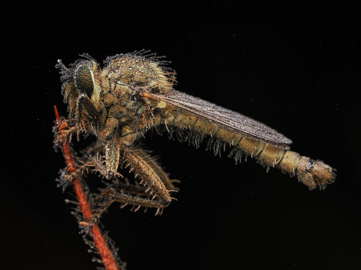 Close-up of a robber fly with a dark background