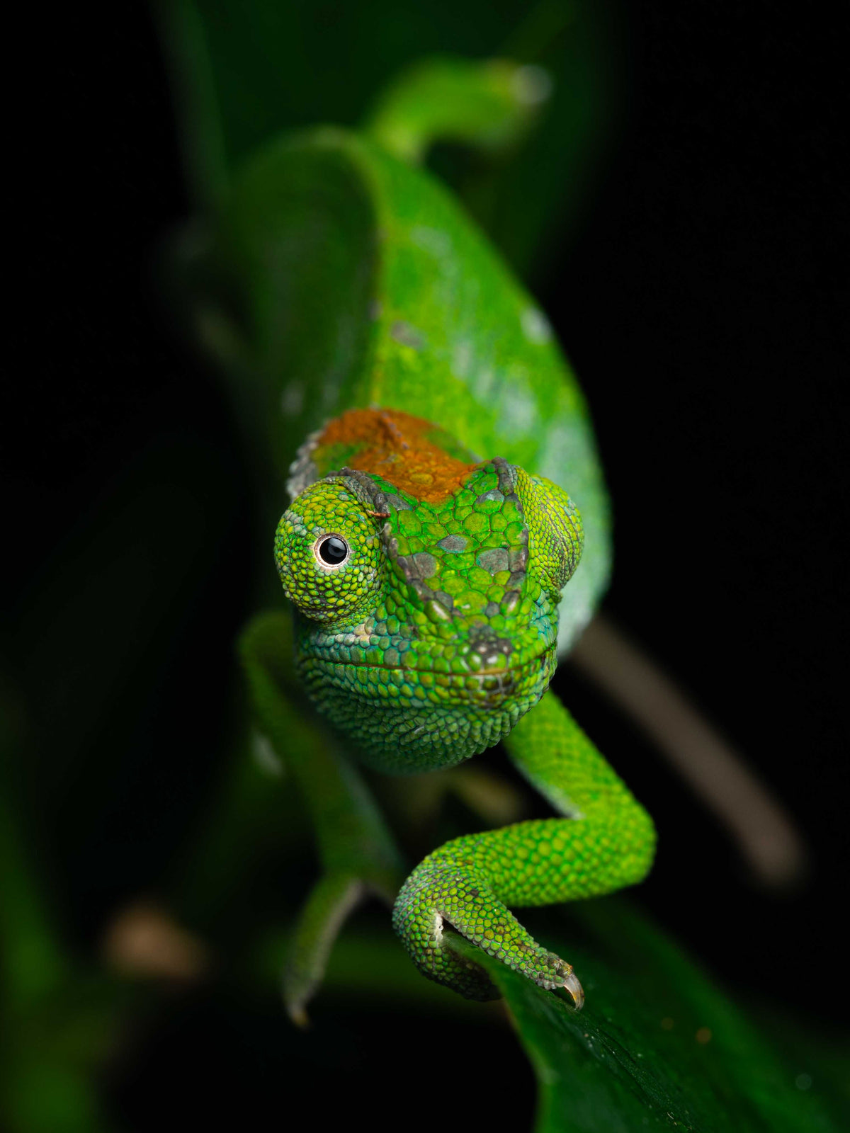 Sylvan chameleon on leaf 