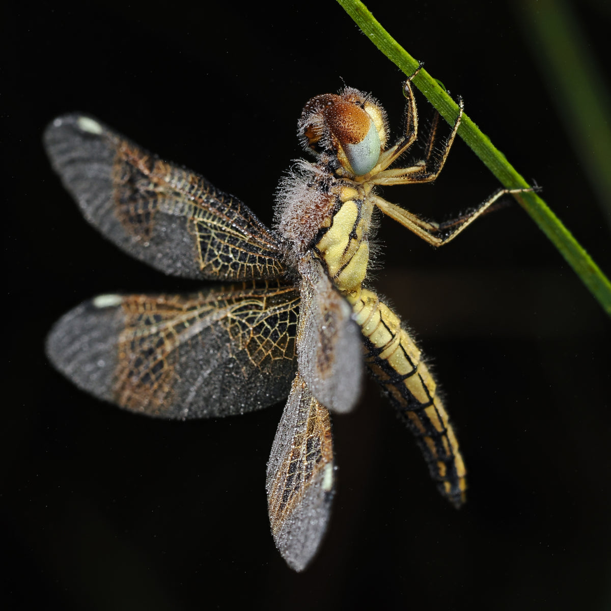 Dragonfly perched on a blade of grass with a dark background