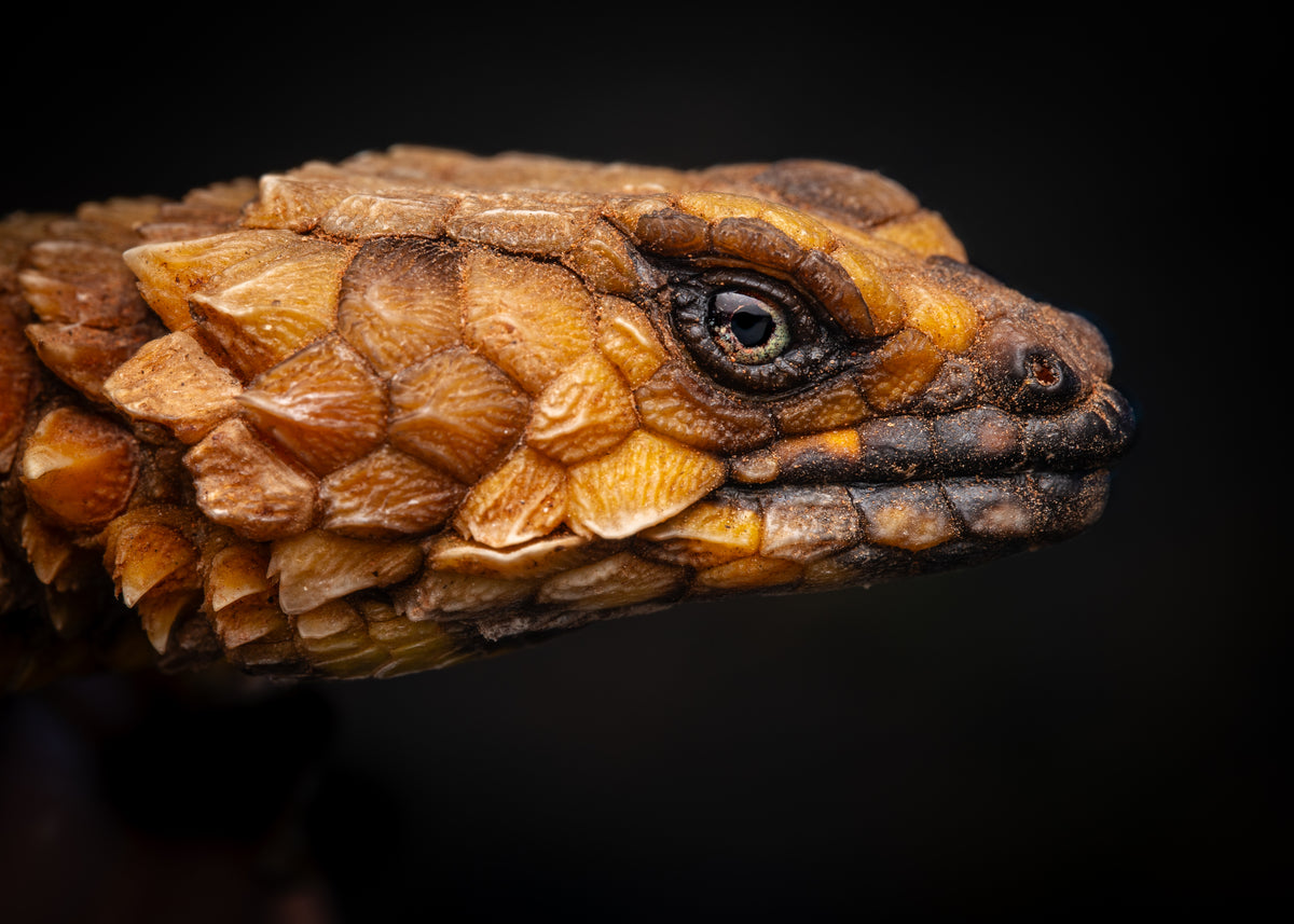 Close-up of a lizard's head with detailed scales on a black background