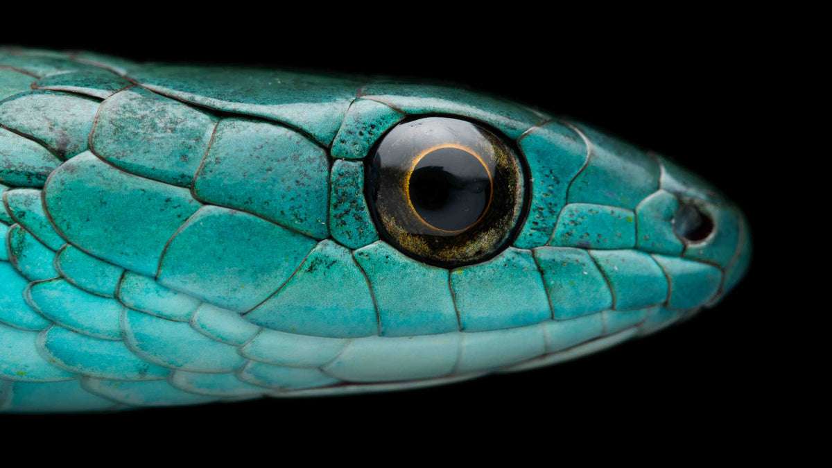 Blue headed snake closeup with black background