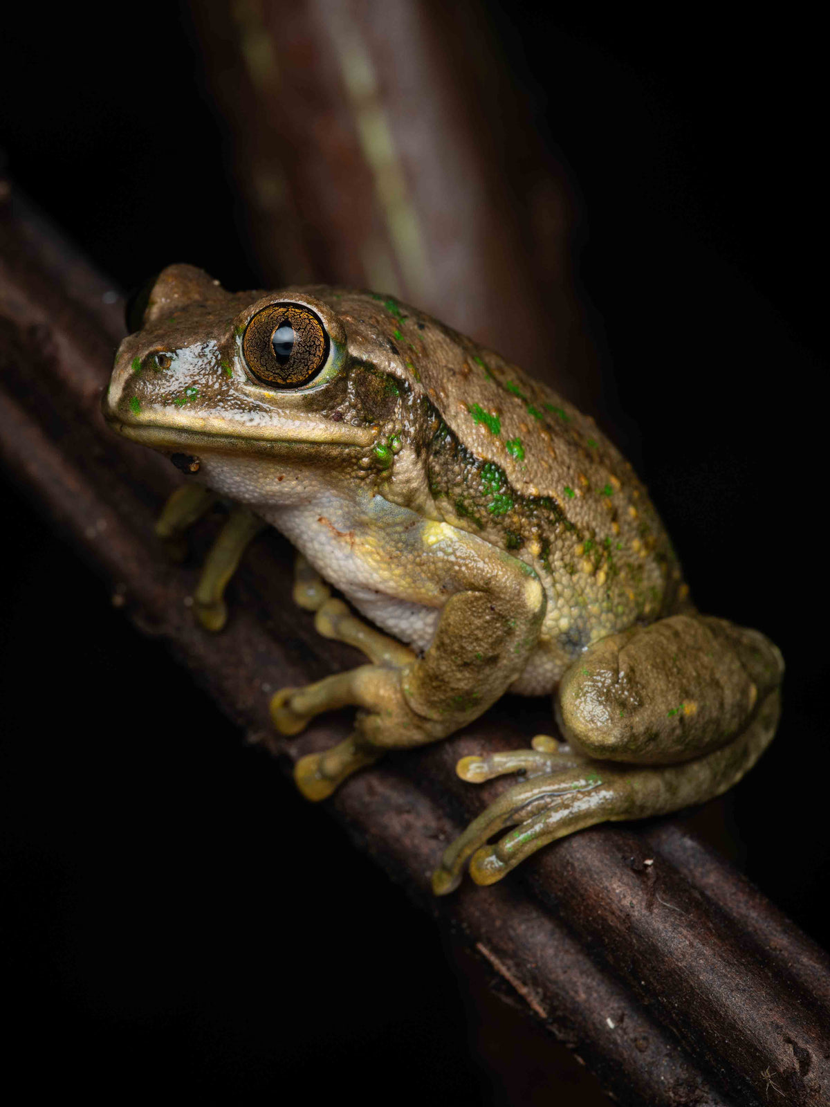 Brown tree frog sitting on vine