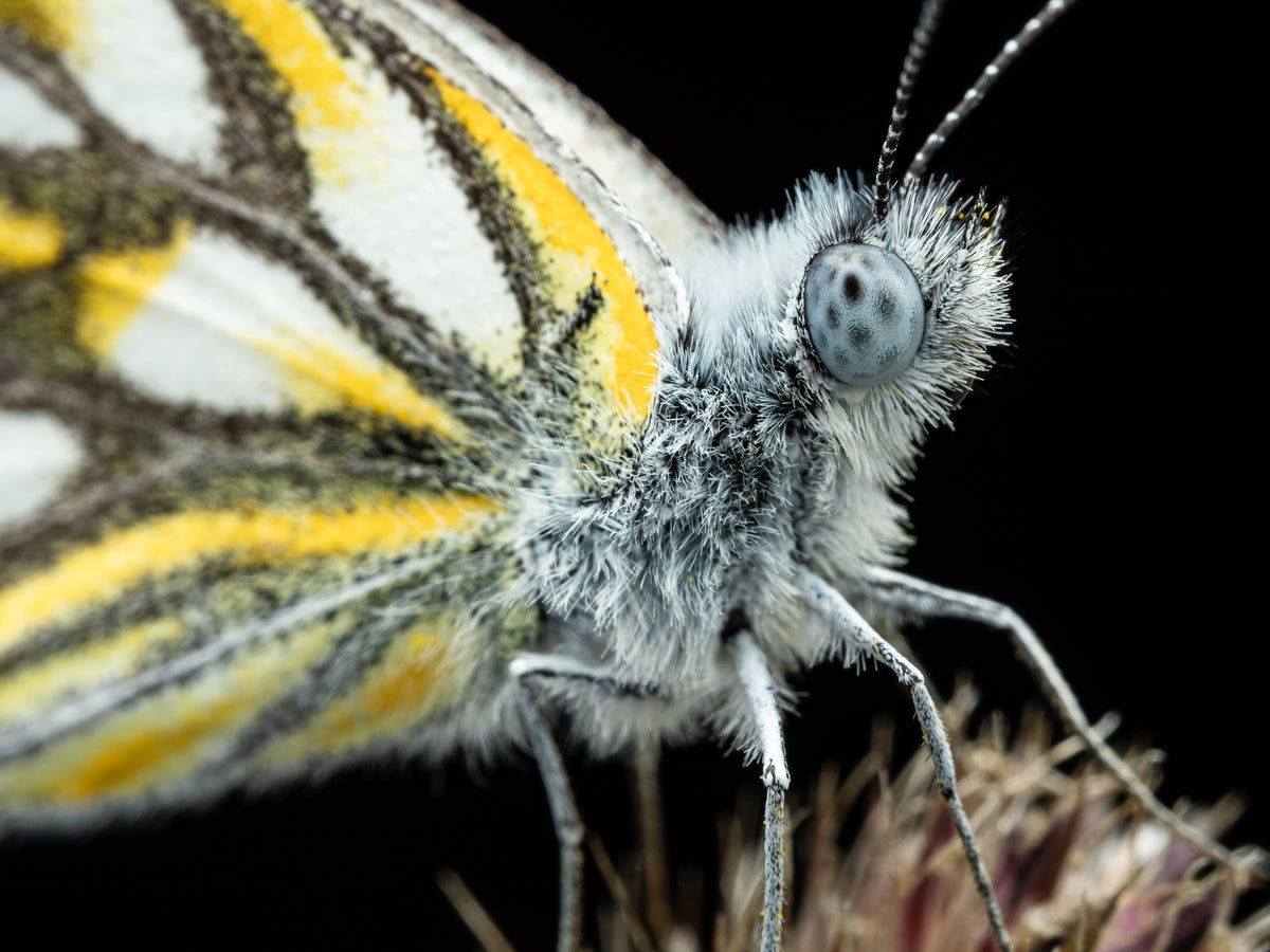 Close-up of a butterfly with a dark background