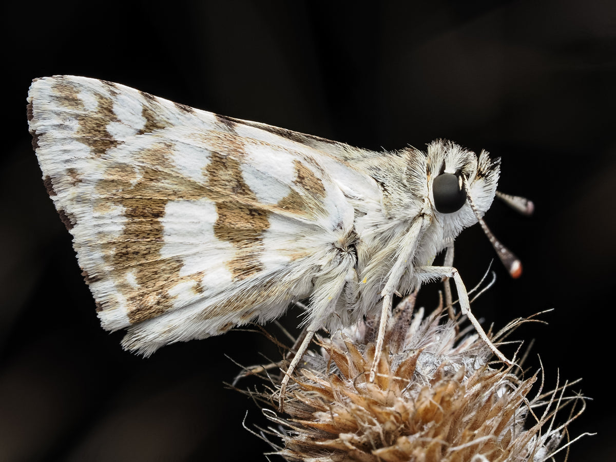 Butterfly perched on a dry plant with a dark background