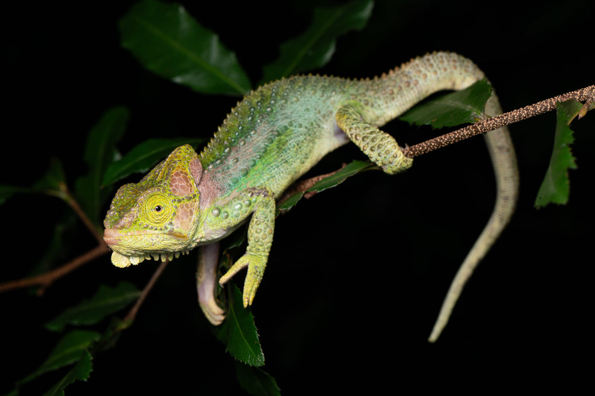 Chameleon on a branch with a dark background