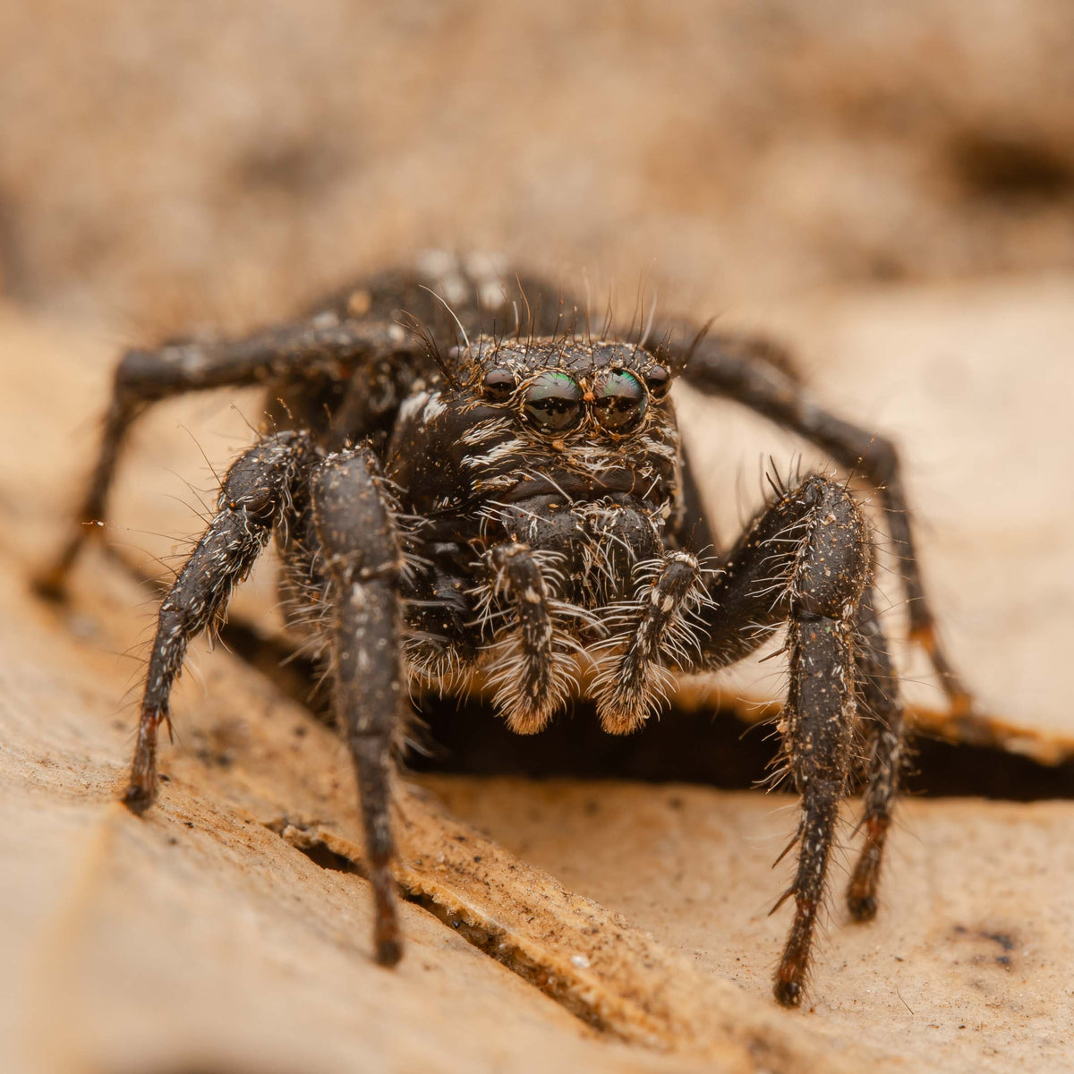 Jumping Spider on dried leaf