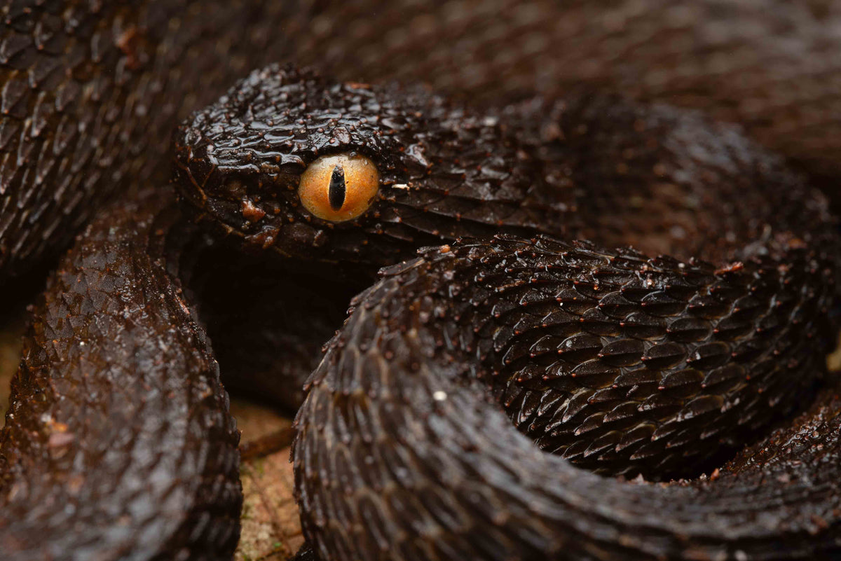 Brown viper with golden eye
