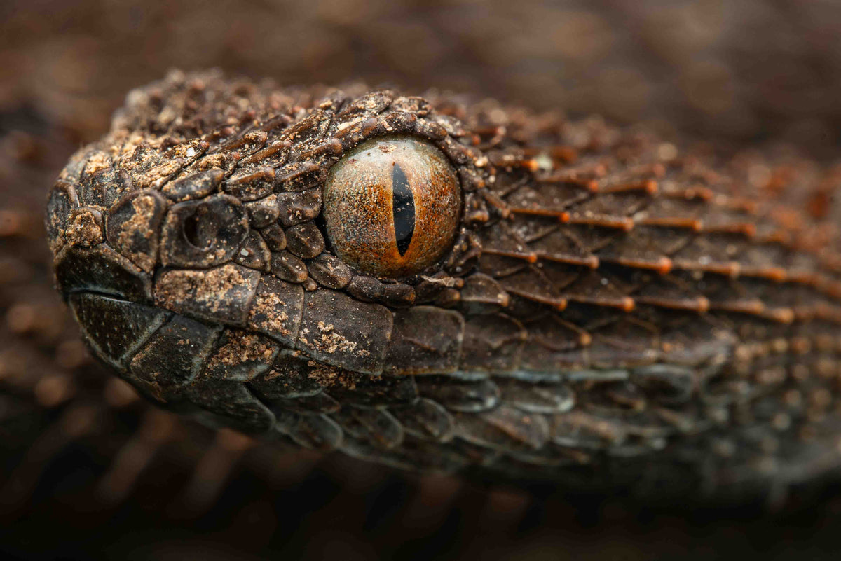 Closeup of viper head