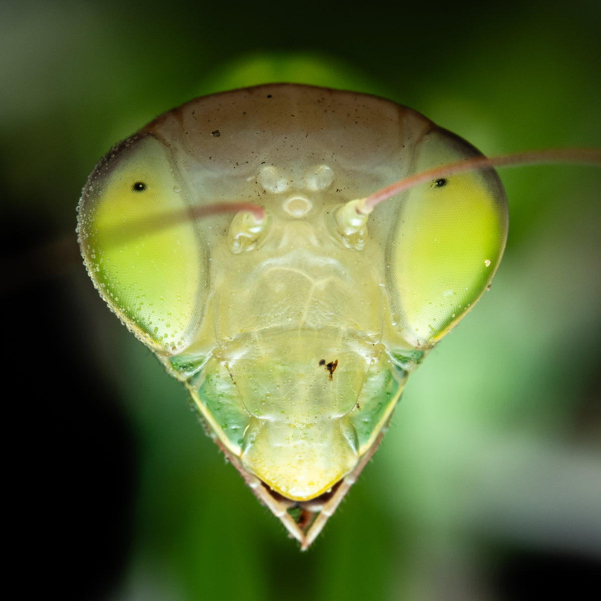 Close-up of a praying mantis with a blurred green background