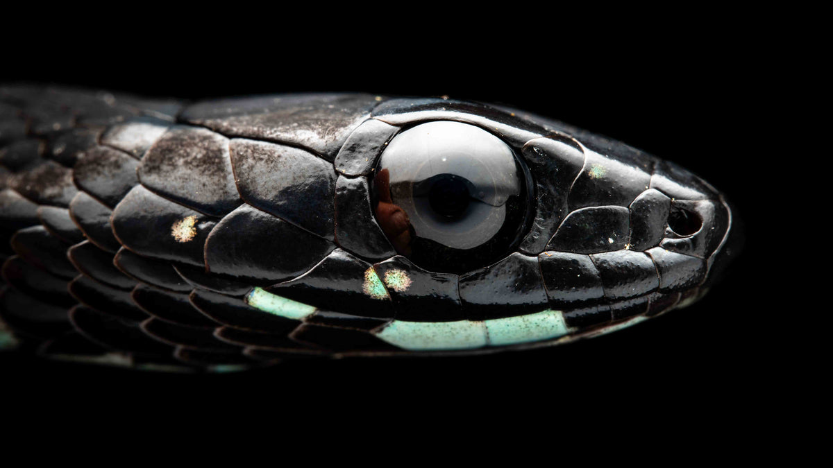 Close-up of black snake's head with black background