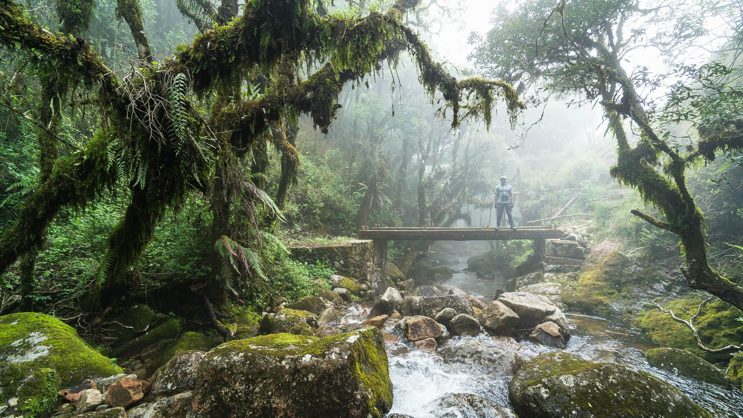 Person standing on a stone bridge over a stream in a lush, foggy forest