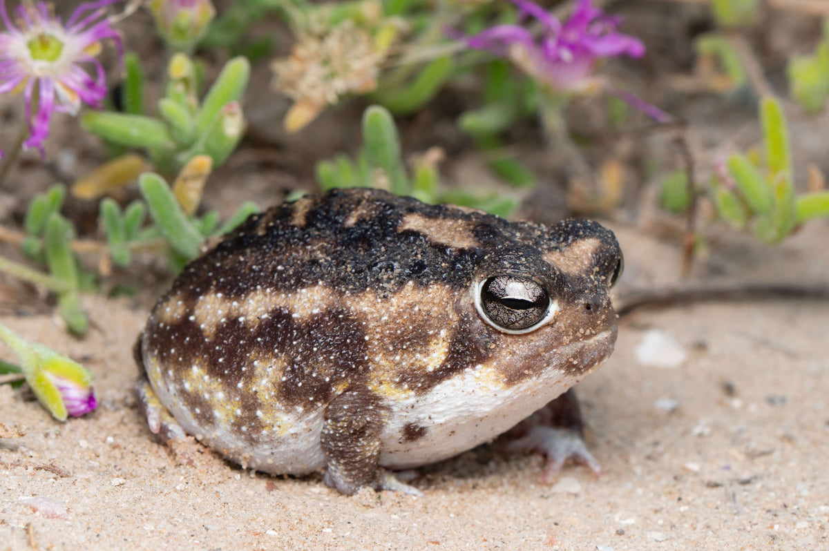 rain frog on sand with flowers in the background