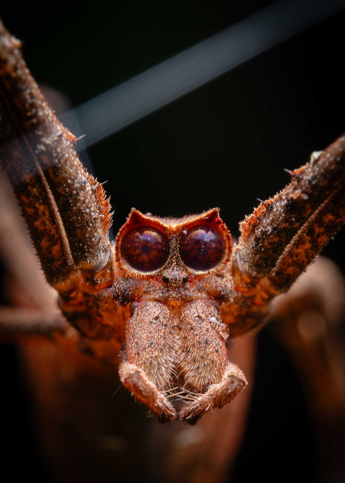 Close-up of a spider with an owl-like appearance on a dark background