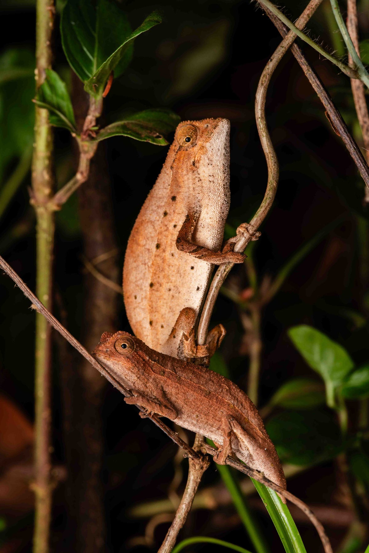 Two pygmy chameleons clinging to a vine and a stick