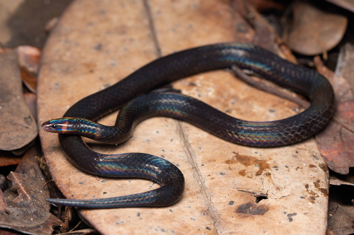 Snake on a leafy ground