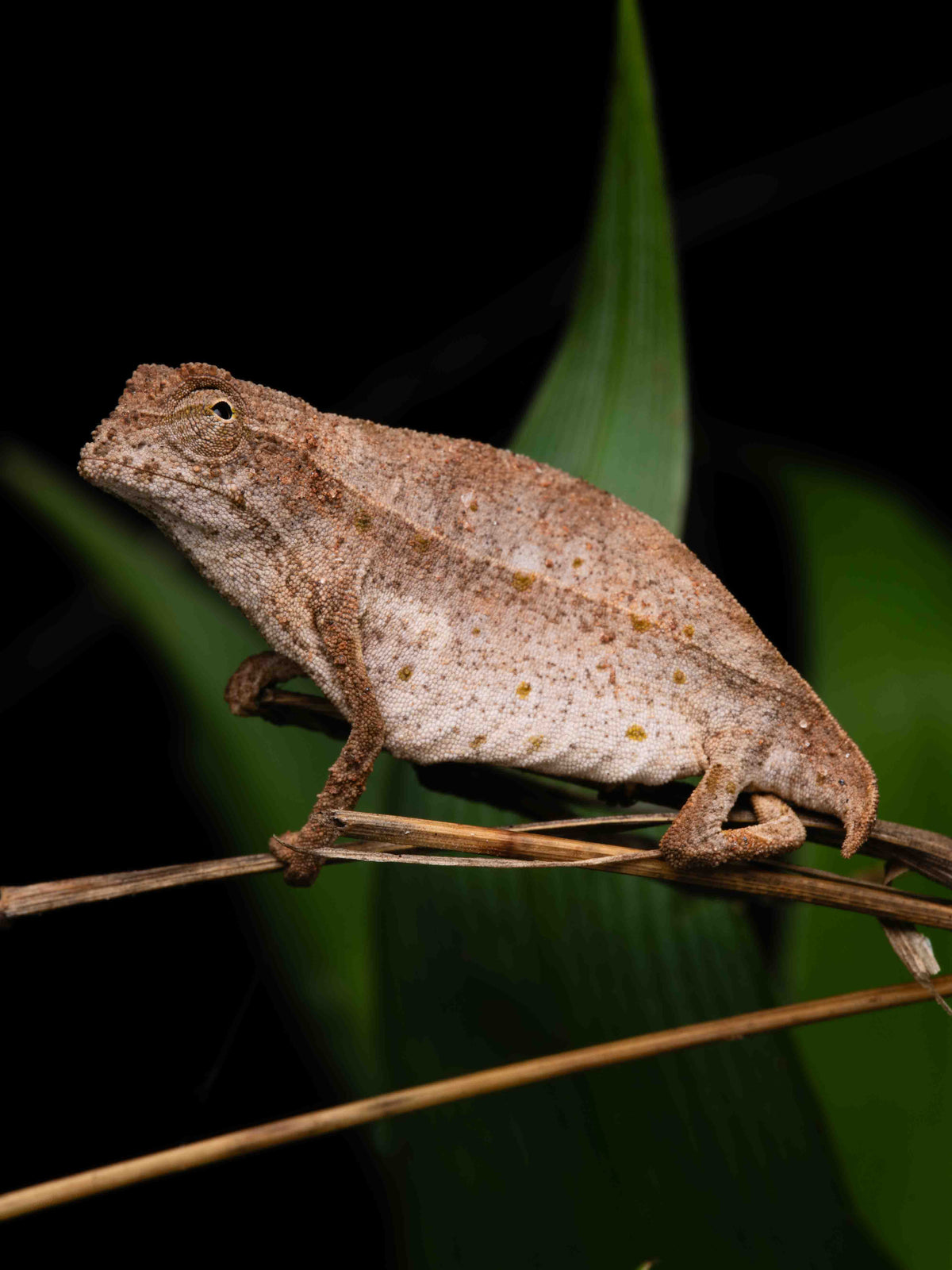 Chameleon on a branch with a dark background